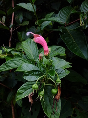 Centropogon cornutus