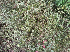 Ziziphus oenopolia