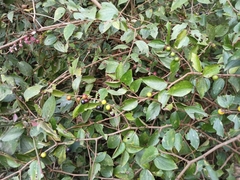 Ziziphus oenopolia