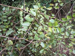 Ziziphus oenopolia