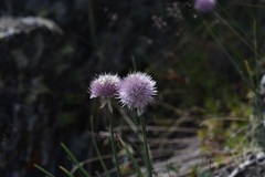 Allium pumilum