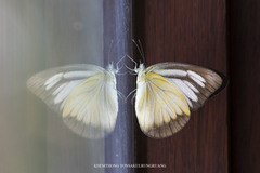 Appias lyncida eleonora