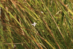 Campanula aparinoides