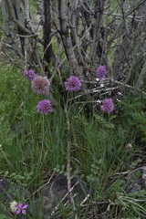 Allium austrosibiricum
