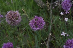 Allium austrosibiricum