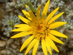 Anvillea garcinii subsp. radiata image