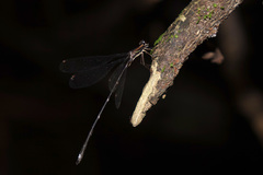 Chorismagrion risi