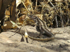 Liolaemus schroederi