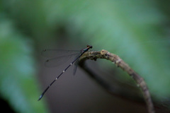 Chorismagrion risi