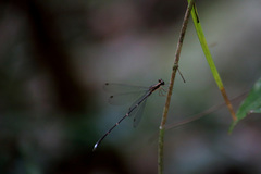 Chorismagrion risi