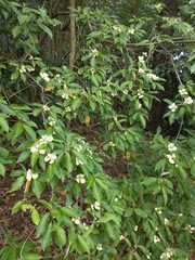 Cornus capitata