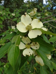 Cornus capitata