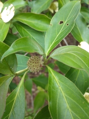 Cornus capitata