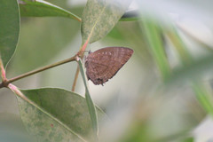 Arhopala centaurus nakula
