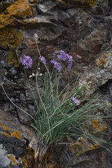 Allium eduardii