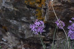 Allium eduardii