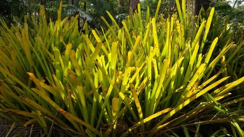 Aechmea blanchetiana
