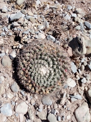 Mammillaria melanocentra melanocentra