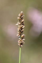 Carex tereticaulis
