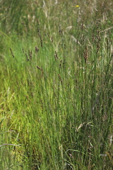Carex tereticaulis