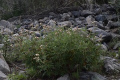 Farinopsis salesoviana