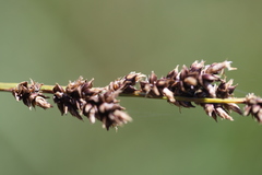Carex tereticaulis