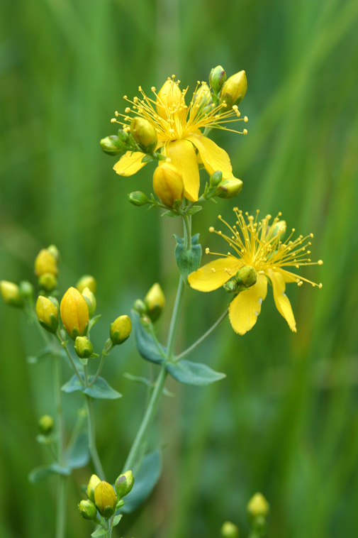 Hypericum scouleri