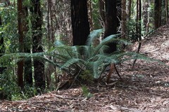 Lepidozamia peroffskyana