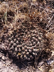 Mammillaria melanocentra melanocentra