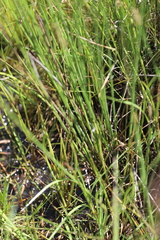 Carex tereticaulis