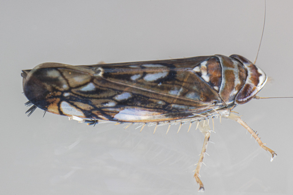 Scaphoideus incisus