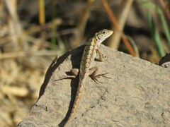 Liolaemus schroederi