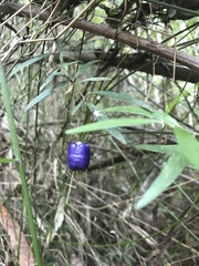 Billardiera macrantha