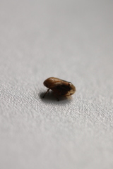 Clastoptera achatina