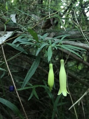 Billardiera macrantha