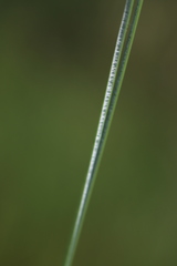 Carex tereticaulis