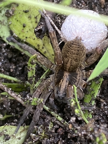 Rustic Wolf Spider
