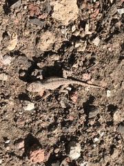 Sceloporus