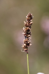 Carex tereticaulis