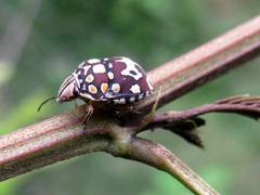 Orsilochides scurrilis