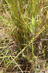 Carex tereticaulis