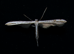 Lioptilodes albistriolatus