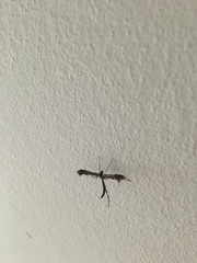 Anstenoptilia