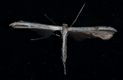 Lioptilodes albistriolatus