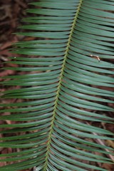 Lepidozamia peroffskyana