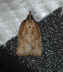 Argyrotaenia franciscana