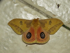 Automeris jucunda