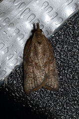 Argyrotaenia franciscana