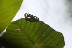 Phaedyma columella singa