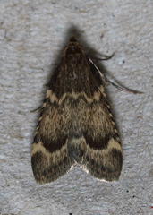 Aglossa cacamica